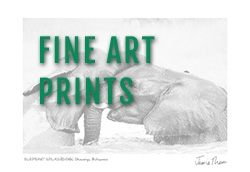 FineArtprints1